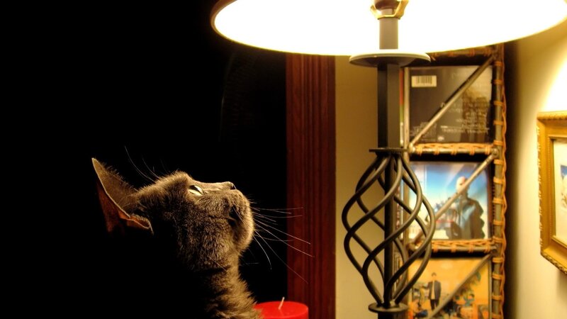 Gray Cat Looking Up — Black, Calm, Night