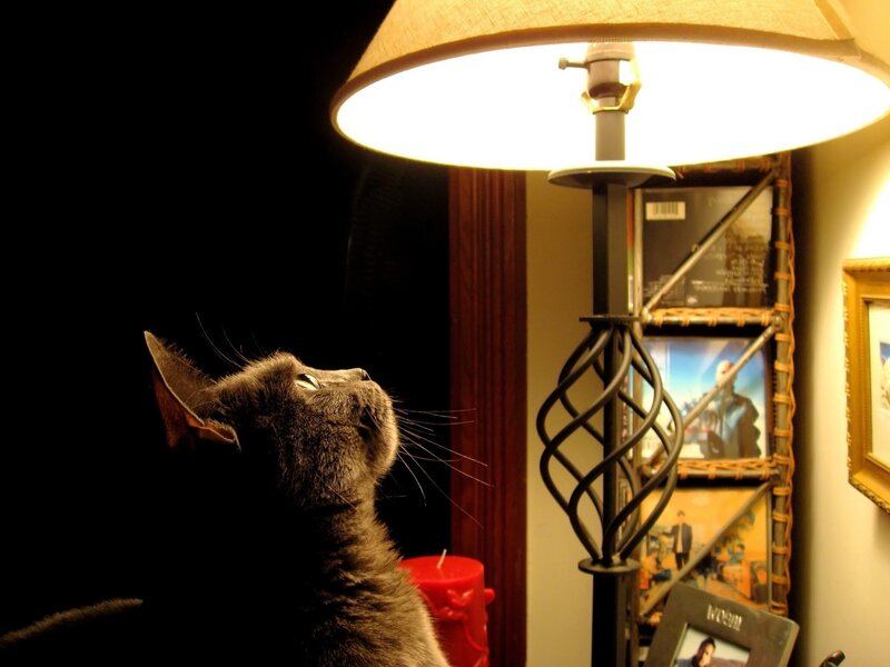 Gray Cat Looking Up — Black, Dramatic