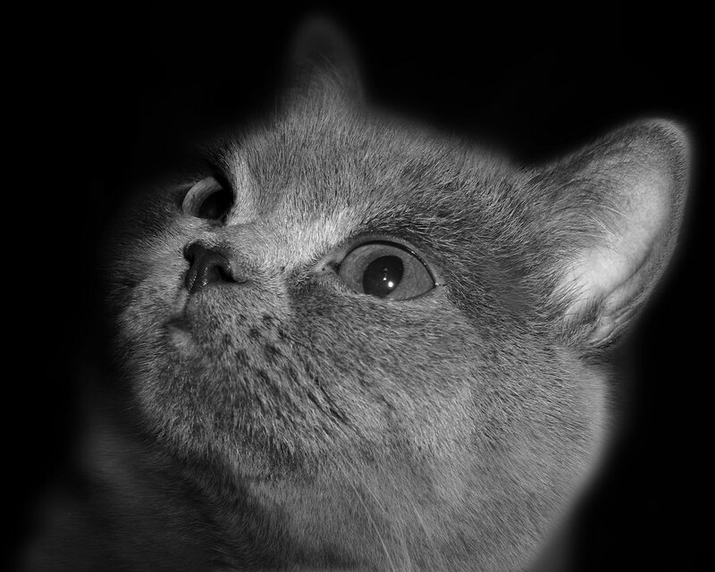 Gray Cat Looking Up — Black