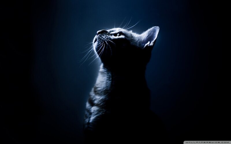 Gray Cat Looking Up — Blue, Dramatic, Night