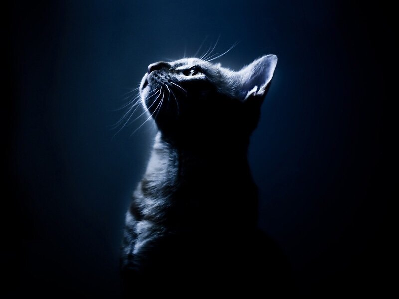 Gray Cat Looking Up — Blue, Dramatic