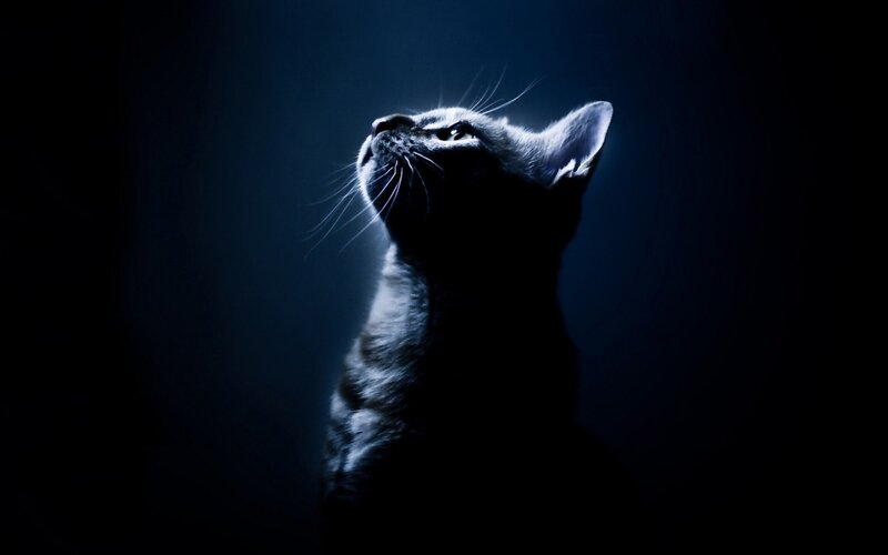 Gray Cat Looking Up — Blue