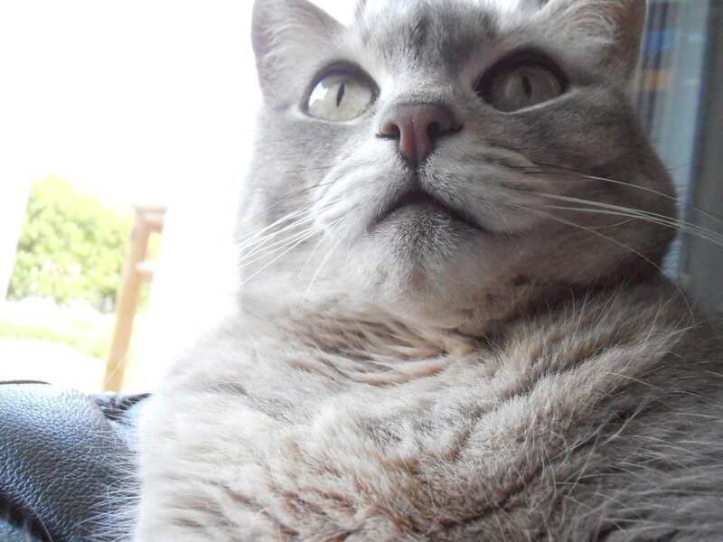Gray Cat Looking Up — Calm