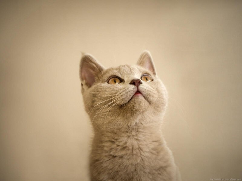 Gray Cat Looking Up — Curious, Photograph, Eyes