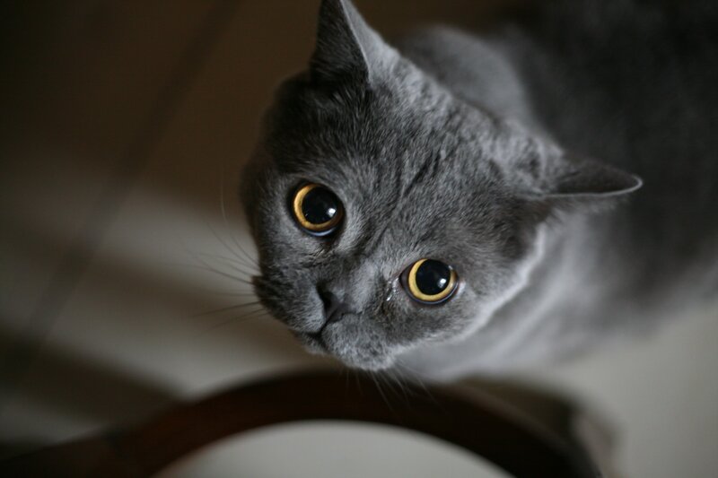 Gray Cat Looking Up — Curious, Photograph, Eyes, Whiskers
