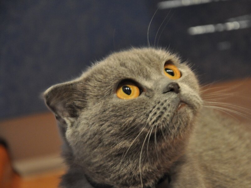 Gray Cat Looking Up — Curious, Photograph