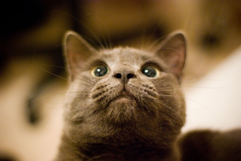 Gray Cat Looking Up — Curious, Photograph, Whiskers