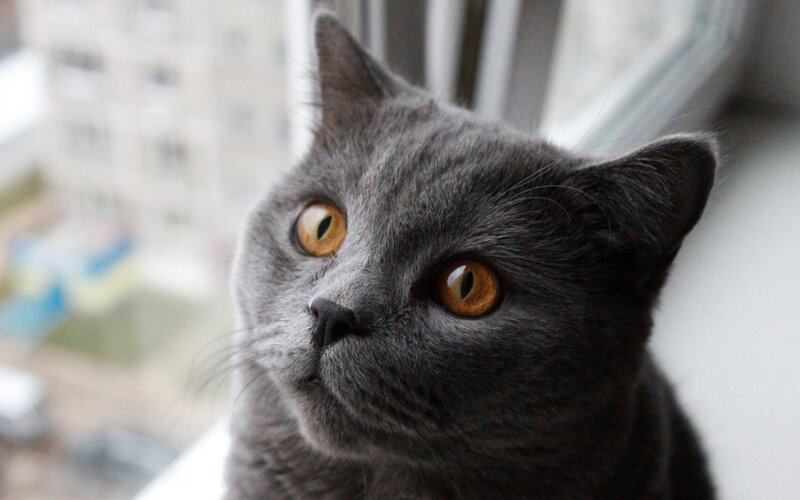 Gray Cat Looking Up — Curious, Photograph, Window