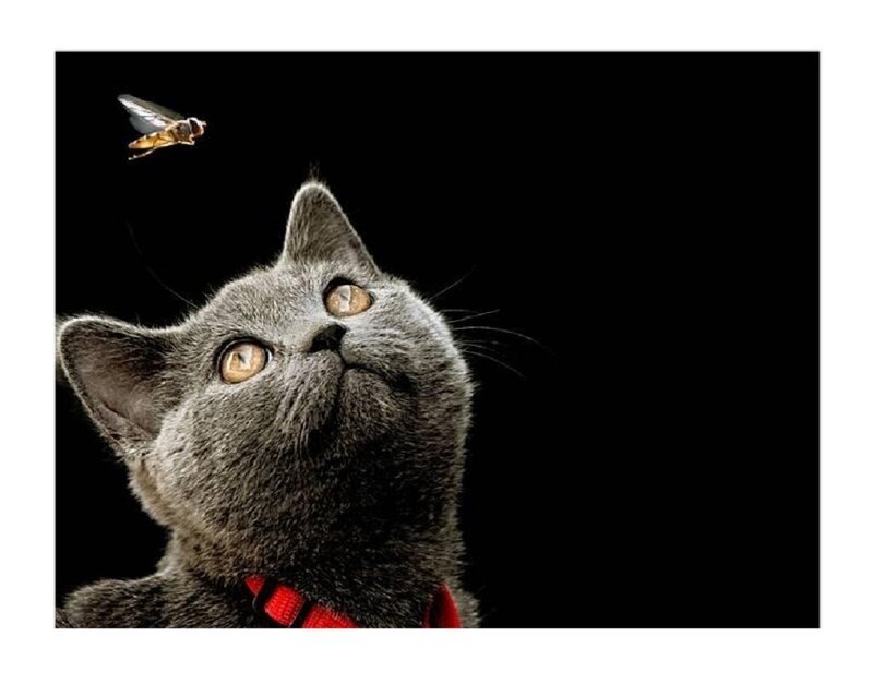 Gray Cat Looking Up — Curious