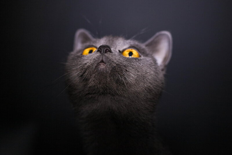 Gray Cat Looking Up — Dramatic
