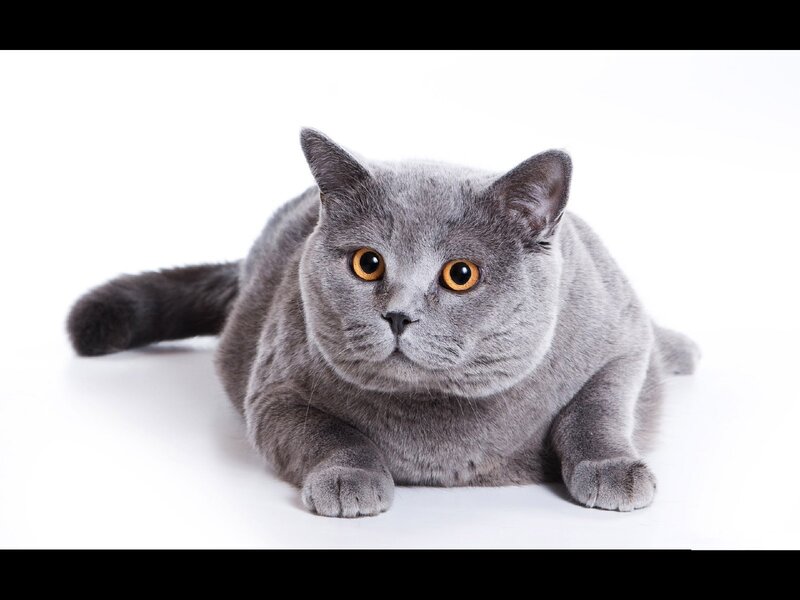 gray cat lying down