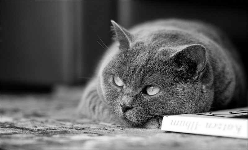 Gray Cat Lying Down — Black, Calm, Photograph, Book