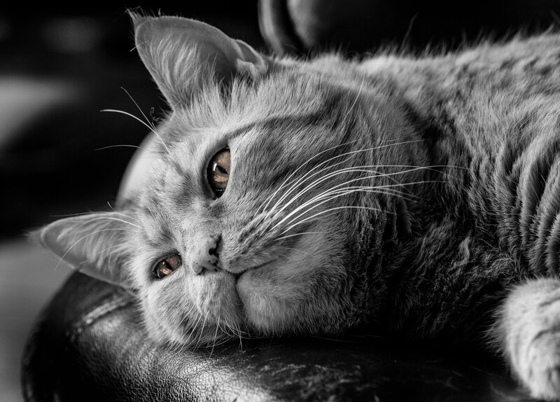 Gray Cat Lying Down — Black, Calm, Photograph, Leather Surface