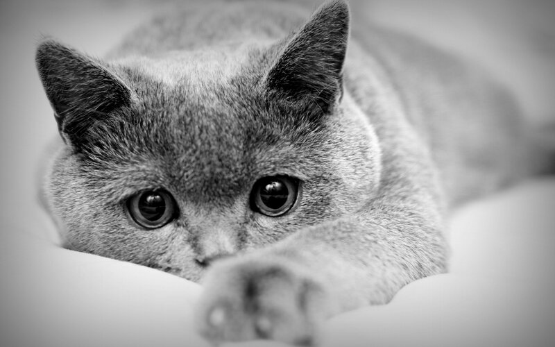 Gray Cat Lying Down — Black, Calm, Photograph, Paw, Bed