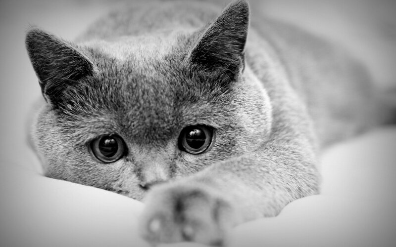 Gray Cat Lying Down — Black, Calm, Photograph, Paw