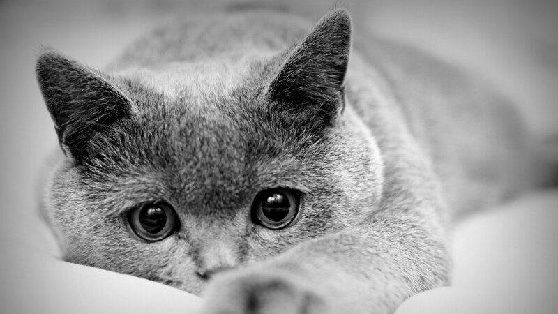 Gray Cat Lying Down — Black, Calm, Photograph, Paws