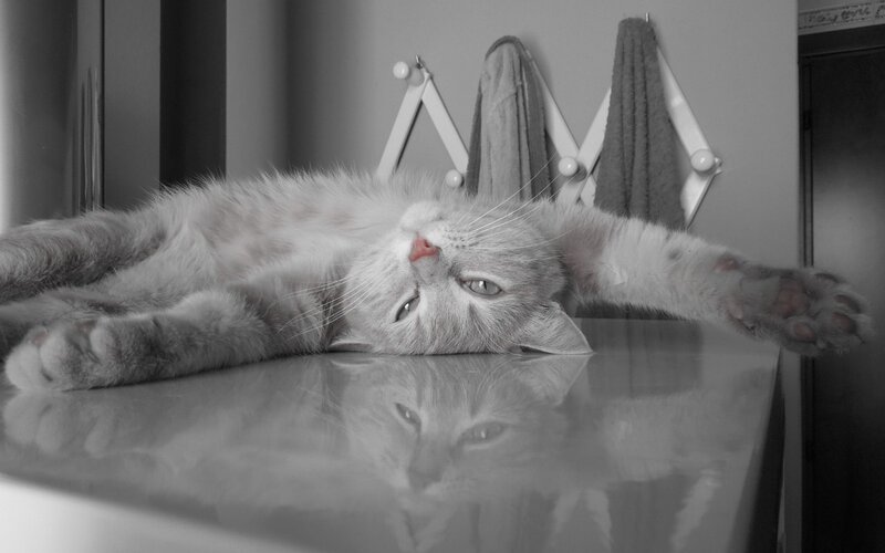 Gray Cat Lying Down — Black, Calm, Photograph, Towel Rack