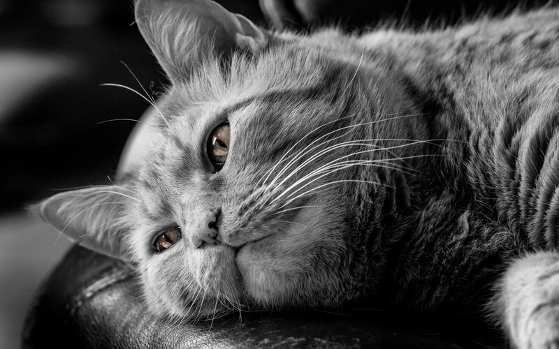 Gray Cat Lying Down — Black, Calm, Photograph, Whiskers