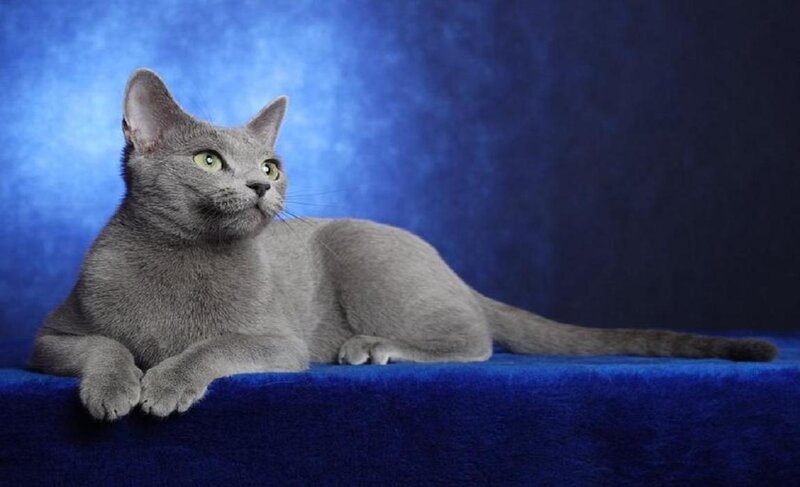 Gray Cat Lying Down — Blue