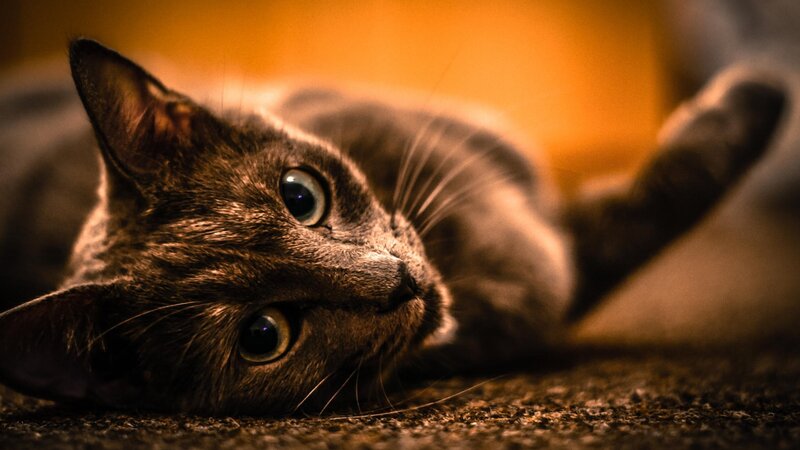 Gray Cat Lying Down — Brown, Calm
