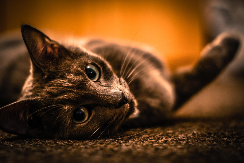 Gray Cat Lying Down — Brown
