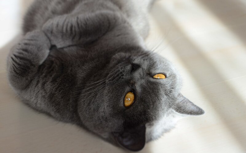 Gray Cat Lying Down — Calm, Afternoon, Photograph, Floor