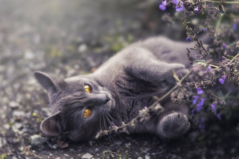 Gray Cat Lying Down — Calm, Afternoon, Photograph, Flowers