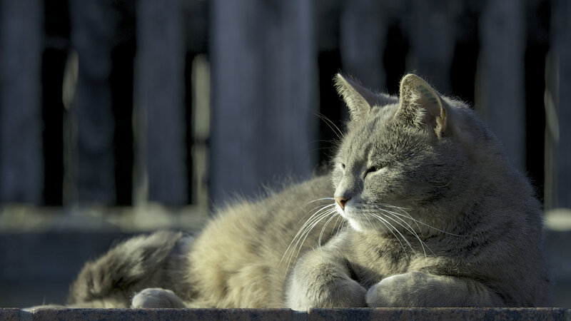 Gray Cat Lying Down — Calm, Afternoon, Photograph