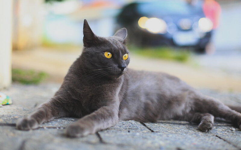 Gray Cat Lying Down — Calm, Afternoon