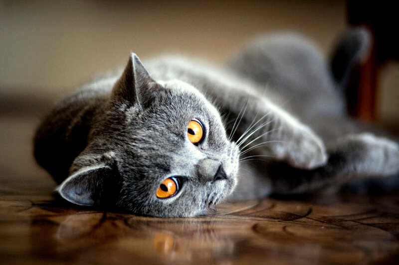 Gray Cat Lying Down — Calm, Floor