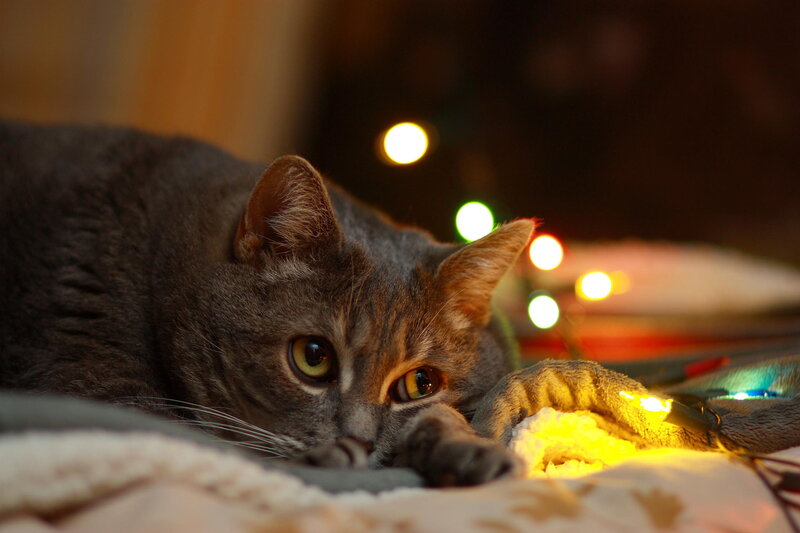Gray Cat Lying Down — Calm, Night, Photograph, Lights