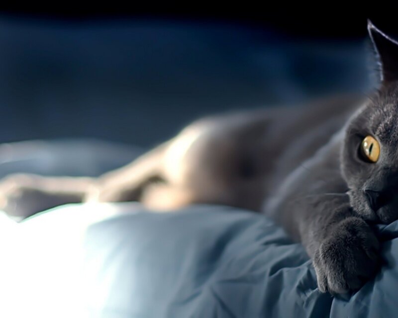 Gray Cat Lying Down — Calm, Night, Photograph
