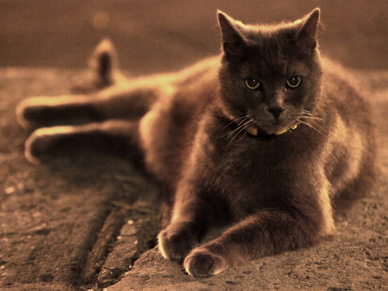Gray Cat Lying Down — Calm, Night