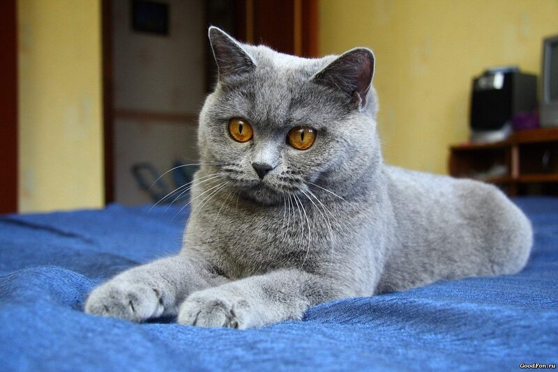 Gray Cat Lying Down — Calm, Photograph, Bed, Wall