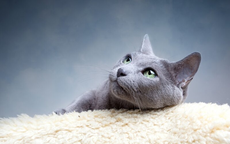 Gray Cat Lying Down — Calm, Photograph, Blanket