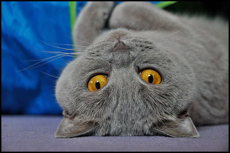 Gray Cat Lying Down — Calm, Photograph, Blue Fabric, Purple Surface
