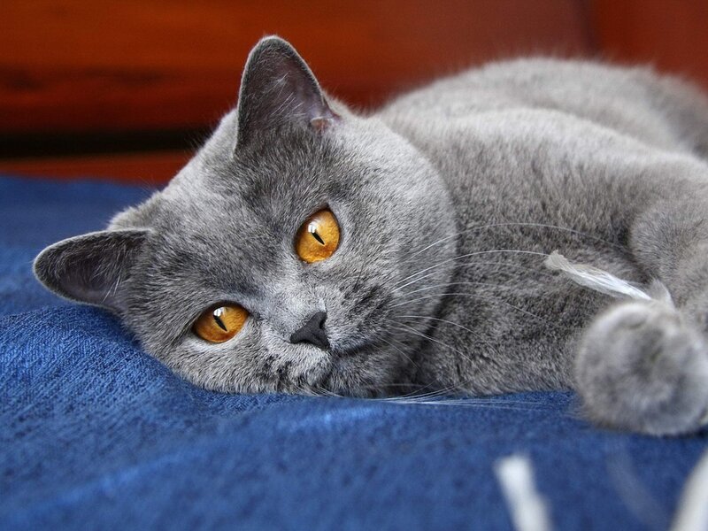 Gray Cat Lying Down — Calm, Photograph, Blue Fabric