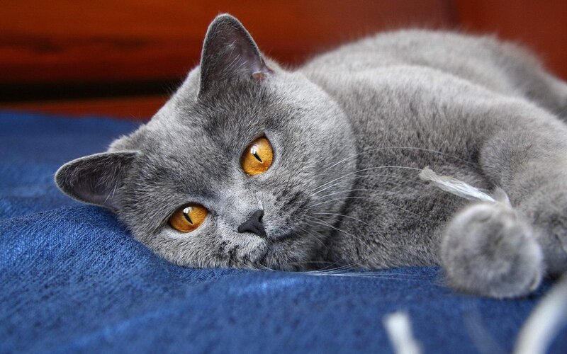 Gray Cat Lying Down — Calm, Photograph, Blue Fabric, Wooden Surface