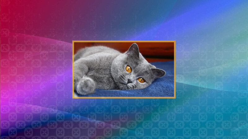 Gray Cat Lying Down — Calm, Photograph, Blue Surface