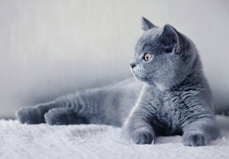 Gray Cat Lying Down — Calm, Photograph, Carpet