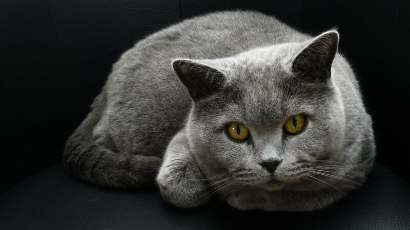 Gray Cat Lying Down — Calm, Photograph, Chair