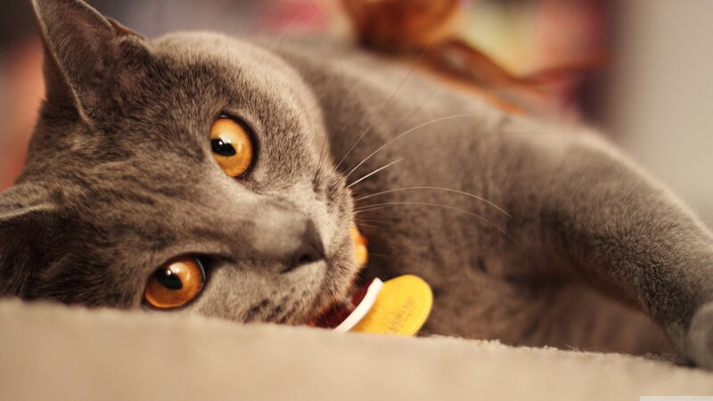 Gray Cat Lying Down — Calm, Photograph, Collar, Tag