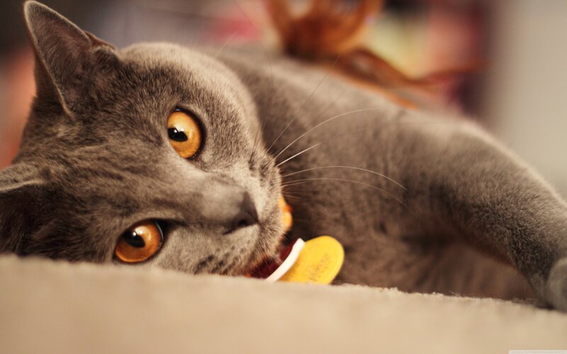 Gray Cat Lying Down — Calm, Photograph, Collar