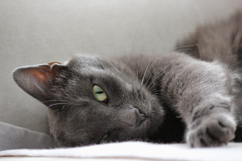 Gray Cat Lying Down — Calm, Photograph, Couch