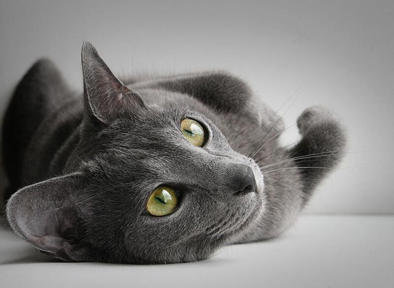 Gray Cat Lying Down — Calm, Photograph, Eyes, Ears