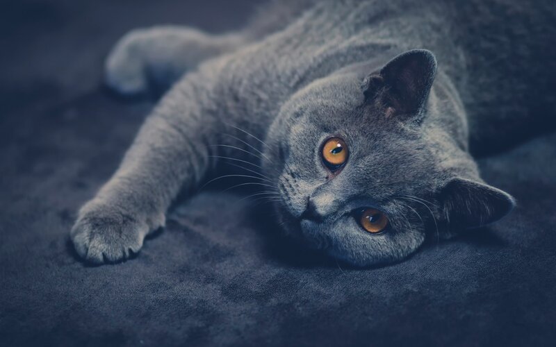 Gray Cat Lying Down — Calm, Photograph, Eyes, Floor