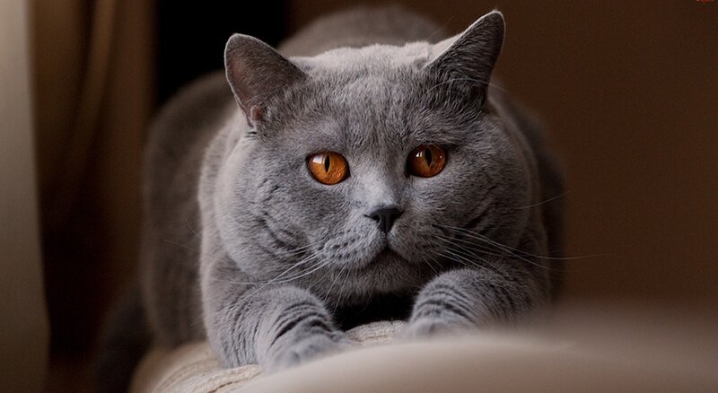 Gray Cat Lying Down — Calm, Photograph, Eyes, Fur