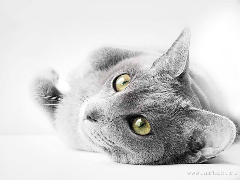 Gray Cat Lying Down — Calm, Photograph, Eyes