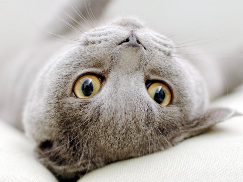 Gray Cat Lying Down — Calm, Photograph, Eyes, Whiskers, Cushion