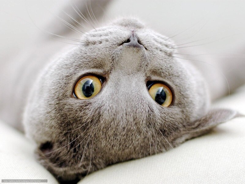 Gray Cat Lying Down — Calm, Photograph, Eyes, Whiskers, Fabric